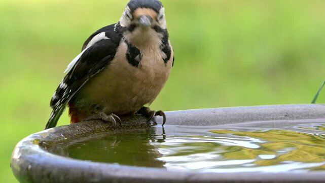 Great Spotter Woodpecker (Dendrocopos major) male with eye disease - probably conjunctivitis - drinking water from a garden bird bath. September, Kent, UK [Half speed]