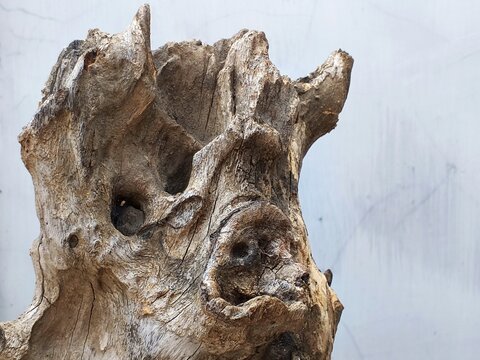 The shape of the natural wood chunk resembles a pig's head