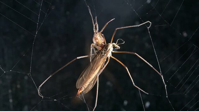 Missing Sector Orb Web Spider (Zygiella x-notata) male c7mm long, injecting venom into a Crane Fly it has caught in its web. September, Kent, UK. Indoors [Slow motion]