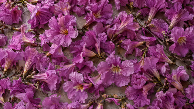 Flores de ip&ecirc; roxo no ch&atilde;o, primavera no Brasil 