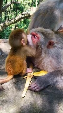 Playful baby macaque monkey touching and interacting with adult mother face outdoors in natural wildlife habitat footage