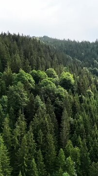 Dense coniferous forest under a cloudy sky. Picturesque view of a mountain slope, completely covered with dense green forest. Top view of dense forest covering hills, tourism, nature in summer