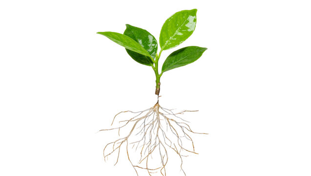 Green plant seedling with visible root system, isolated on transparent background