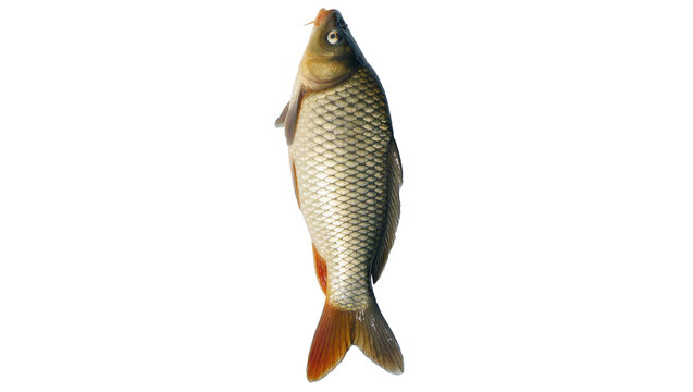 Freshly caught carp fish with scales and orange fins, isolated on transparent background