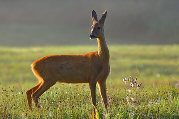 European roe deer in its natural habitat © Rafa