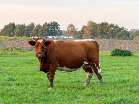 Red and white dairy cow grazing in a green pasture at sunset in rural farmland