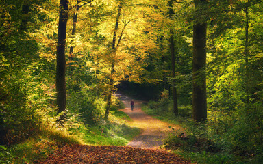 Obraz premium Colorful forest path with illuminated foliage in autumn. An adult walking under beautiful sunlit trees with green and yellow leaves.