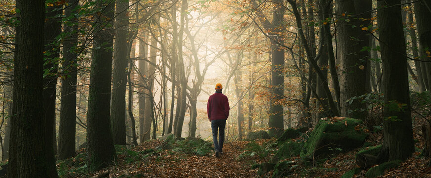Hiker walking into the light in a fairy tale dreamy scene in a forest with a soft beam in the fog. A panoramic autumn landscape shot with beautiful magical mood  
