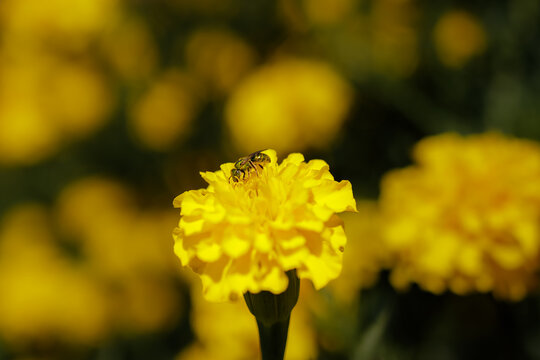amarelo
