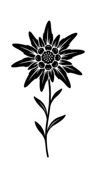 Black silhouette of an edelweiss flower with leaves and stem as a simple flat graphic design icon Vector