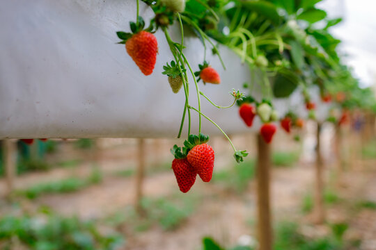morango