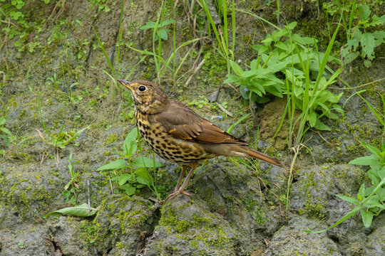 Grive musicienne (Turdus philomelos) sur la berge de l&rsquo;Armance, pos&eacute;e sur un sol rocheux couvert de mousse et entour&eacute;e de v&eacute;g&eacute;tation sauvage.