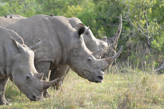 Southern white rhinoceros group grazing in the wild, South Africa/