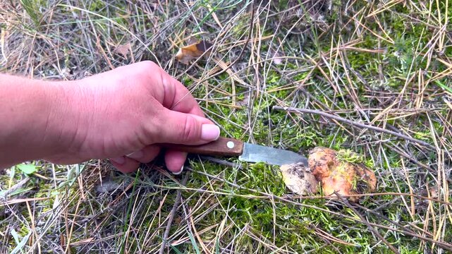 Person cutting wild edible mushroom with knife in forest