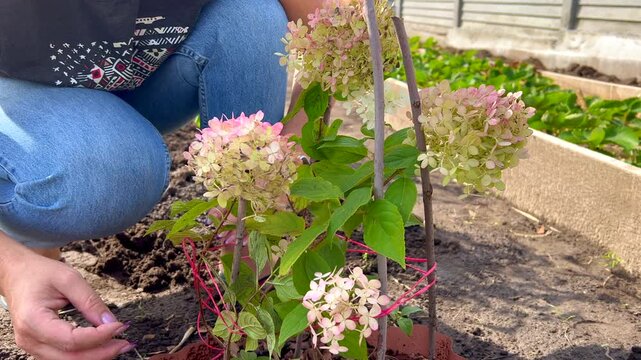 Gardener tying up hydrangea plant stems