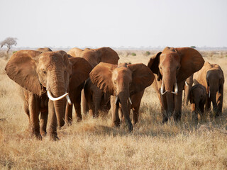 African elephants (Loxodonta africana) with red soil on their bodies in Tsavo East, Kenya © Mariusz