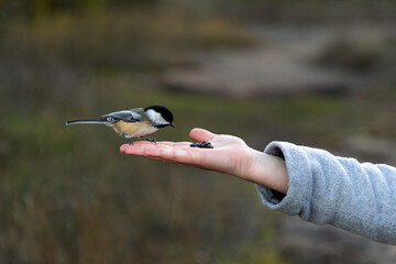 Black capped chickadee perching on human hand feeding seeds. Wild bird hand feeding in autumn park setting © Iryna