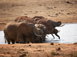 African elephant drinking at a waterhole with a herd in Tsavo East, Kenya © Mariusz