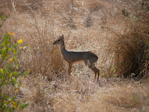 Kirk's dik-dik (Madoqua hindei) standing alert in grass in Tsavo East, Kenya