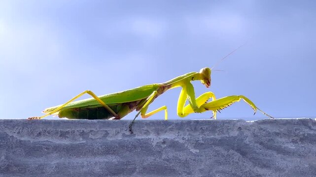 Praying mantis walking on a concrete ledge