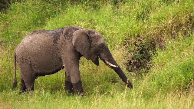 Young elephant feeding on grass in savanna, Serengeti