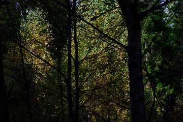 Obraz premium Sunlit Autumn Leaves Illuminated Through Dark Silhouetted Nordic Forest Trees