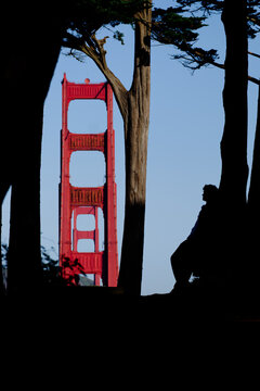 Golden Gate Bridge framed by cypress trees with a silhouetted person in Presidio, San Francisco, California. g.