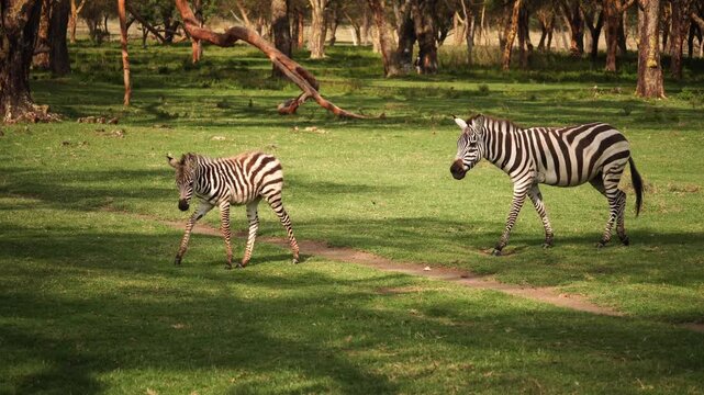 Cute young zebra and her mother running in Crescent Island, Africa