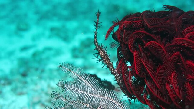 Macro shot of a rare seahorse camouflaged among colorful coral reef during a scuba diving excursion in tropical ocean