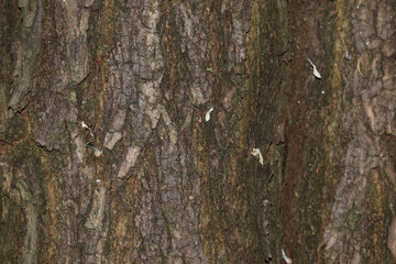 Obraz premium Close-up of textured tree bark, forest setting