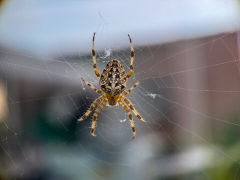 Close-up macro photo of a patterned orb weaver spider hanging in its web outdoors