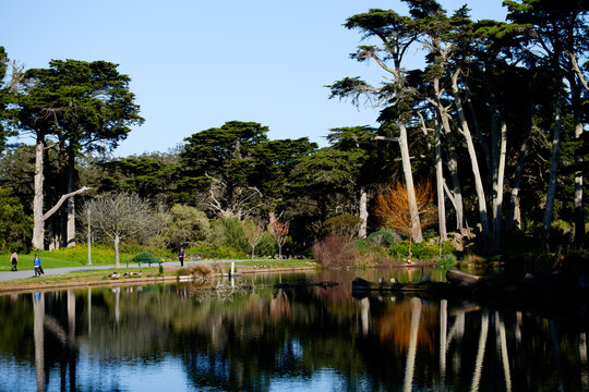 Pond and trees with ducks, peaceful sightseeing, Golden Gate Park, San Francisco, USA. g2.