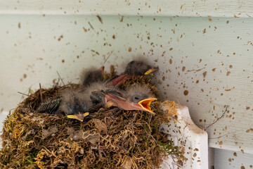Nest of Eastern Phoebe birds in the Midwest United States © LB Photo Co