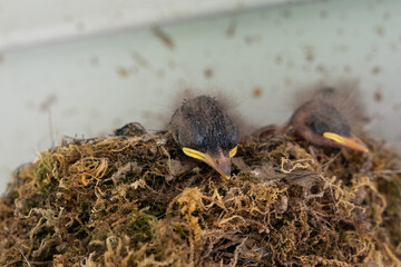 Nest of Eastern Phoebe birds in the Midwest United States © LB Photo Co