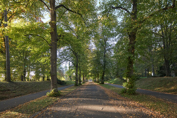 Obraz premium A peaceful tree lined path through a park during the golden light of a sunny autumn afternoon
