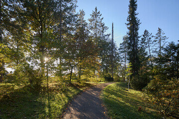 Obraz premium A peaceful walking path winds through a lush forest park during a bright and sunny autumn day
