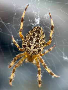 Detailed macro close-up of a European garden cross spider Araneus diadematus resting on its web