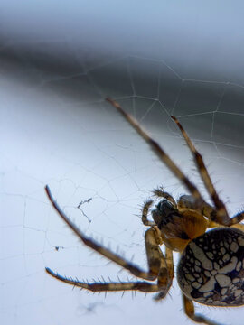 Extreme macro close up of an orb weaver spider on its web against a moody blue grey sky