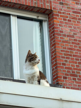 Curious tabby and white cat sitting on windowsill of red brick building watching outside