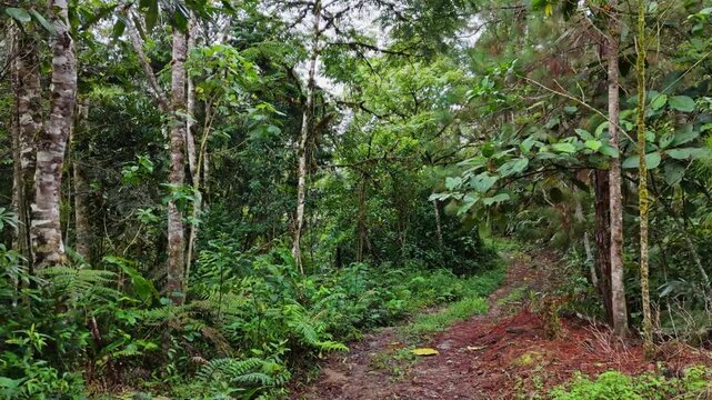 POV view moving forward along narrow dirt path through lush rainforest in Oxapampa Peru