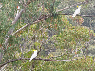 Photograph of two Australian Sulphur Crested Cockatoos standing on a branch in a Gum Tree in Sassafras Gully near the town of Springwood in the Blue Mountains in New South Wales, Australia © Phillip Wittke