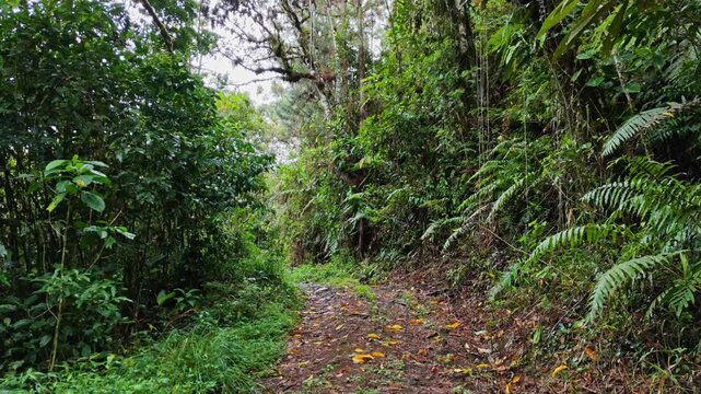 POV view moving forward along narrow dirt path through lush rainforest in Oxapampa Peru