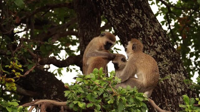 Social Vervet monkeys grooming each other and play in Kenya park