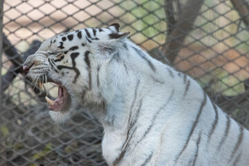 A Portrait of A Majestic White Tiger © foreverhappy