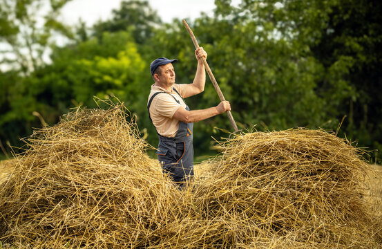 Man holds pitchfork over hay in rural field, smiling as he works. Farmer wears practical overalls and cap, surrounded by golden straw piles with green trees in background, using tool to move straw.
