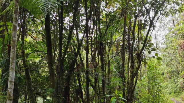 Side tracking shot moving past dense tree trunks and lush foliage in Oxapampa cloud forest Peru