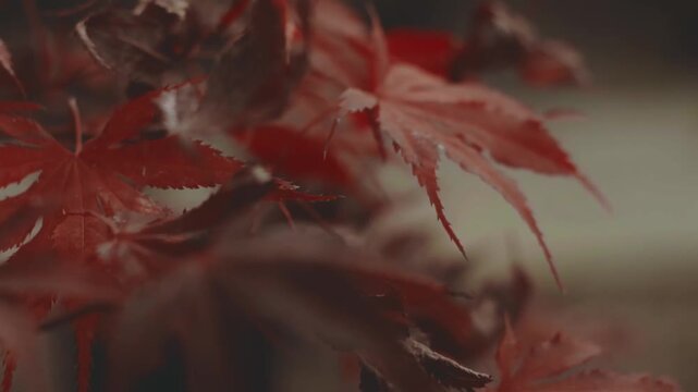 Abstract Autumn Leaves in Warm Red and Orange Tones with Soft Focus