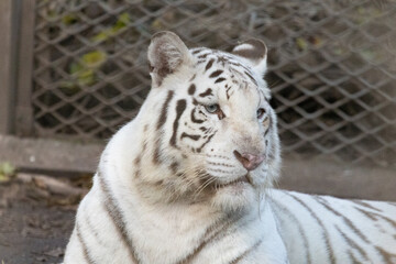 A Portrait of A Majestic White Tiger © foreverhappy