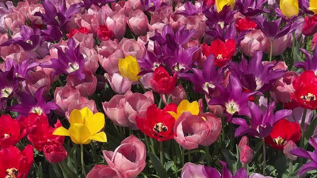Colorful Tulip Flower Garden in Full Bloom