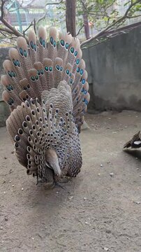 Beautiful Malayan Peacock Pheasant displaying feathers in an enclosure